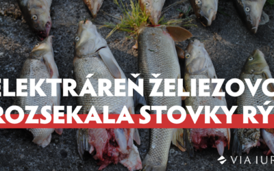 MVE Želiezovce rozsekala stovky rýb. 5 rokov to úrady neriešia.