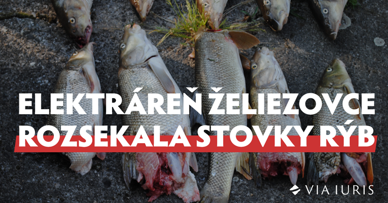 MVE Želiezovce rozsekala stovky rýb. 5 rokov to úrady neriešia.